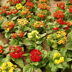 Calcéolaire - Graines de Calceolaria Herbeohybrida