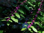 Callicarpa americana - Feuillage et infrutescence