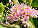 Callicarpa americana - Floraison