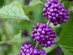 Callicarpa americana - Grappes de fruits magenta