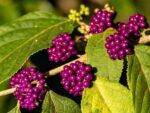 Callicarpa americana - Fructification