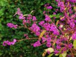 Callicarpa americana - Infrutescence