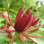 Calycanthus floridus var. floridus – Arbre aux anémones
