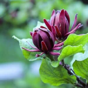Calycanthus floridus var. floridus – Arbre aux anémones