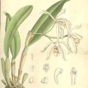 Orchidaceae - Famille des Orchidacées