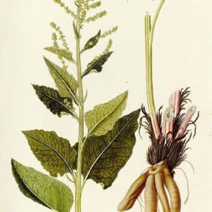 Famille des Chenopodiaceae - Chenopodiacées