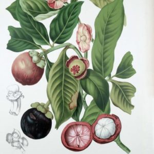 Famille des Clusiaceae - Clusiacées