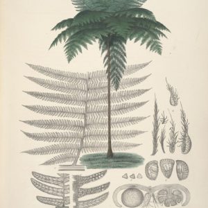 Cyatheaceae - Famille des Cyatheacées