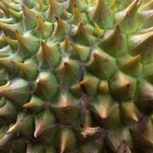 Durian - Durion