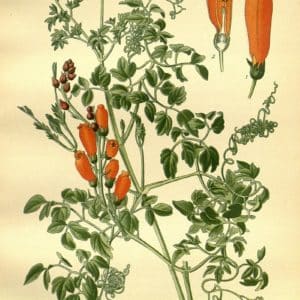 Bignoniaceae - Famille des Bignoniacées