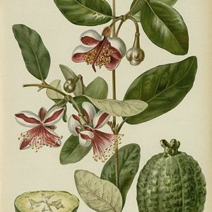 Myrtaceae - Famille des Myrtacées