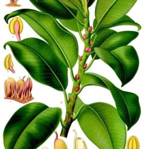 Moraceae - Famille des Moracées
