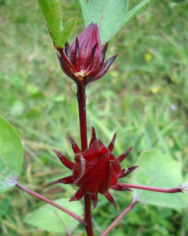 Hibiscus sabdariffa - Bissap ou Karkadé