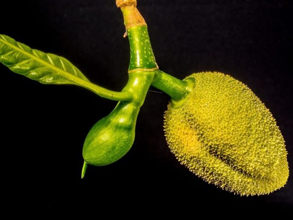 Jacquier - Artocarpus heterophyllus