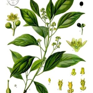 Famille des Lauraceae - Lauracées