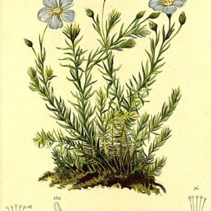 Famille des Linaceae - Linacées