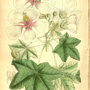 Malvaceae - Famille des Malvacées