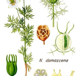 Ranunculaceae - Famille des Ranunculacées