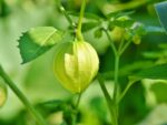 Physalis philadelphica - Tomatillo