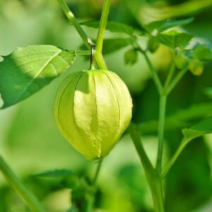Physalis philadelphica - Tomatillo