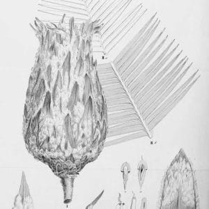 Cycadaceae - Famille des Cycadacées