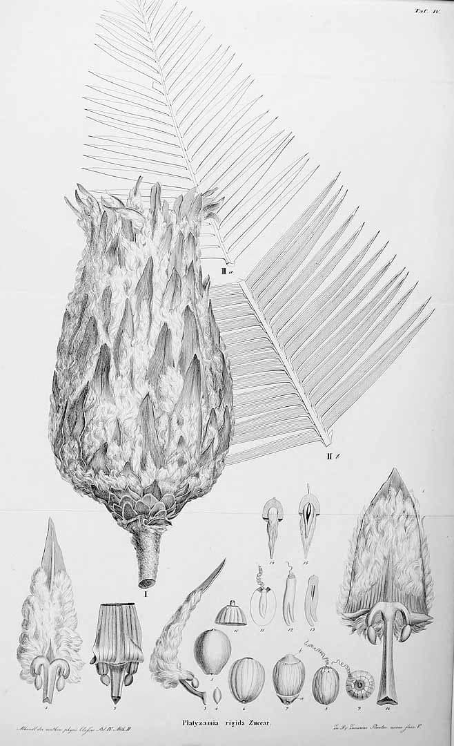 Cycadaceae - Famille des Cycadacées - Boutique Végétale