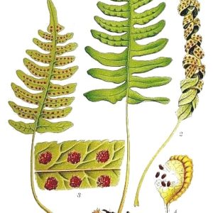 Famille des Polypodiaceae - Polypodiacées