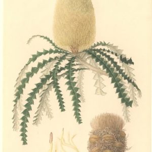 Famille des Proteaceae - Proteacées