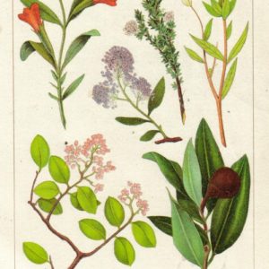 Famille des Rhamnaceae - Rhamnacées