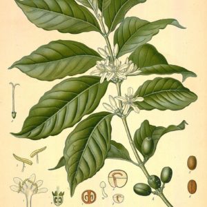 Famille des Rubiaceae - Rubiacées