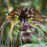 Graines de Tacca chantrieri, graines de Fleur chauve-souris