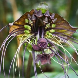 Graines de Tacca chantrieri, graines de Fleur chauve-souris