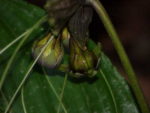 Tacca integrifolia - Fleur chauve-souris blanche