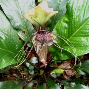 Tacca integrifolia - Fleur chauve-souris blanche