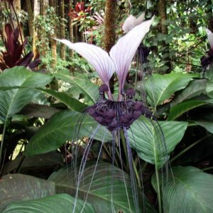 Tacca integrifolia - Fleur chauve-souris blanche