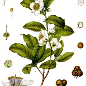 Famille des Theaceae - Theacées
