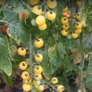 Tomate cerise 'Snow white'