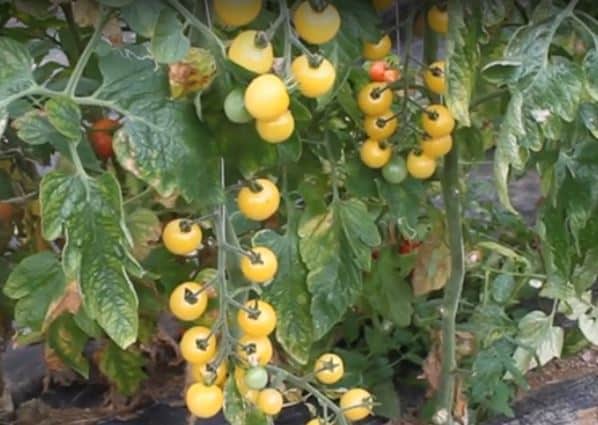 Graines de Tomate Cerise (Lycopersicon esculentum) Cerise - Zamnesia