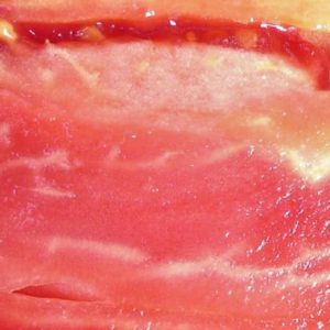 Tomate Mikarda Sweet OP