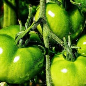 Tomate Jaune du Curé