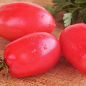 Tomate Mikarda Sweet OP