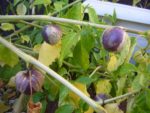 Physalis philadelphica - Tomatillo
