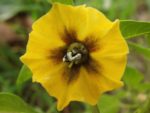 Physalis philadelphica - Tomatillo