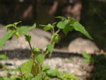 Physalis philadelphica - Tomatillo