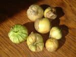 Graines de Physalis philadelphica, graines de Tomatillo