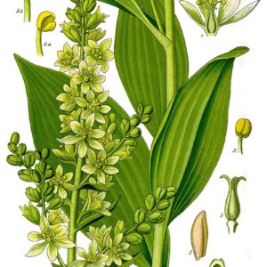Melianthaceae - Famille des Melianthacées