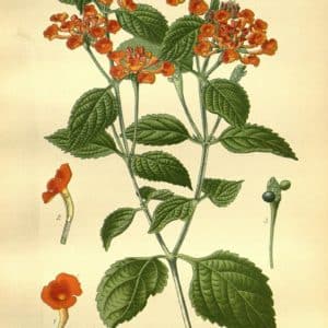 Famille des Verbenaceae - Verbenacées