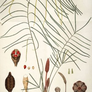 Zamiaceae - Famille des Zamiacées