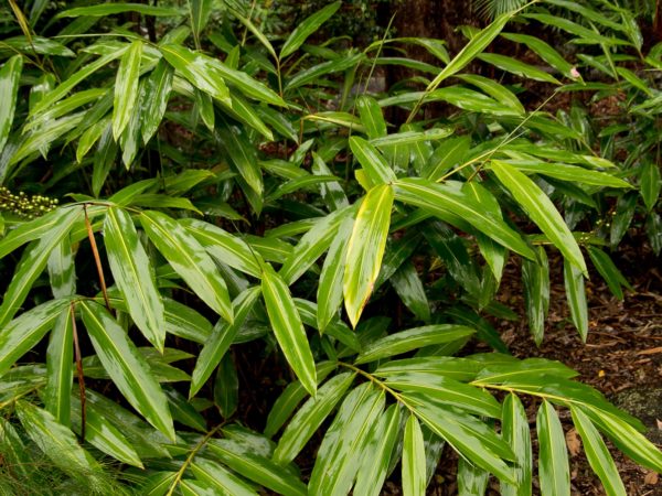 Alpinia zerumbet - Gingembre coquille