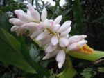 Alpinia zerumbet - Gingembre coquille